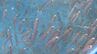 　漁獲量が極端に少ない「幻の高級魚」　シロアマダイの生態調査　印つけ稚魚放流　山口・長門　|　山口のニュース・天気・防災｜tys NEWS｜ｔｙｓテレビ山口