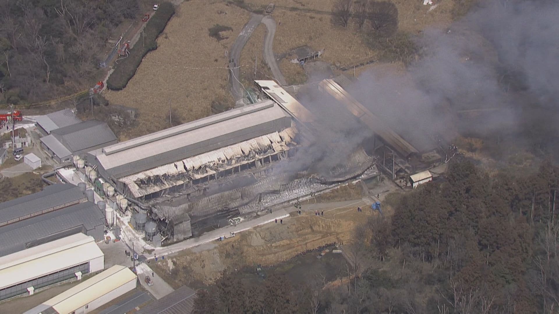 ワシの鳥元気でお金やってくる　強い廃棄できる キーウィ 19 | HANSA