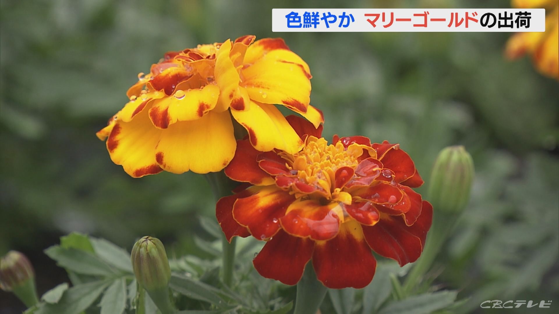 マリーゴールドの出荷がピークに 色鮮やかな花がガーデニング用に人気 三重 紀北町 気象ニュース 22年04月日 日本気象協会 Tenki Jp