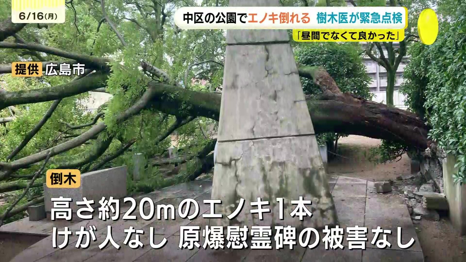 広島市の公園で約20mのエノキ倒れる 樹木医が調査 原因は腐食と雨