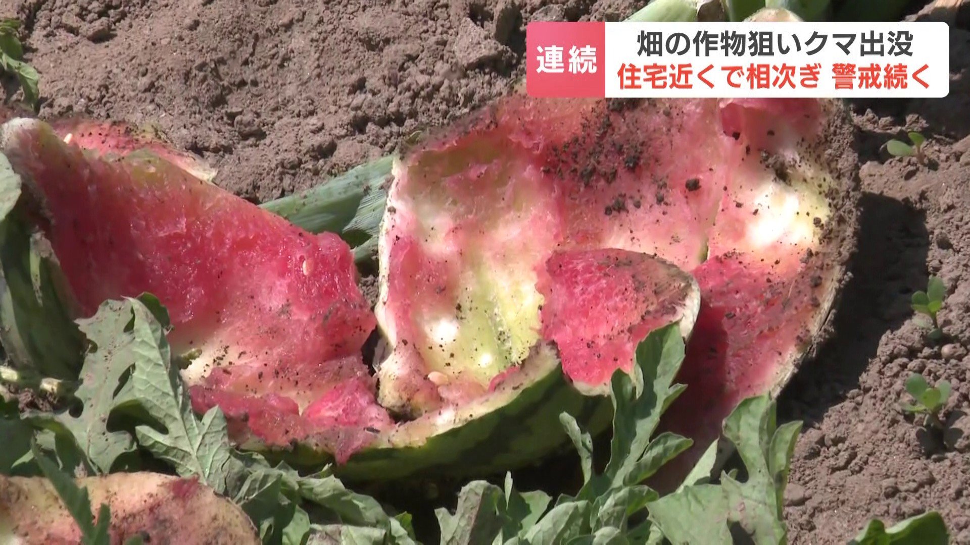 クマ出没】畑のスイカ30個食い荒らされる「去年も入られているが