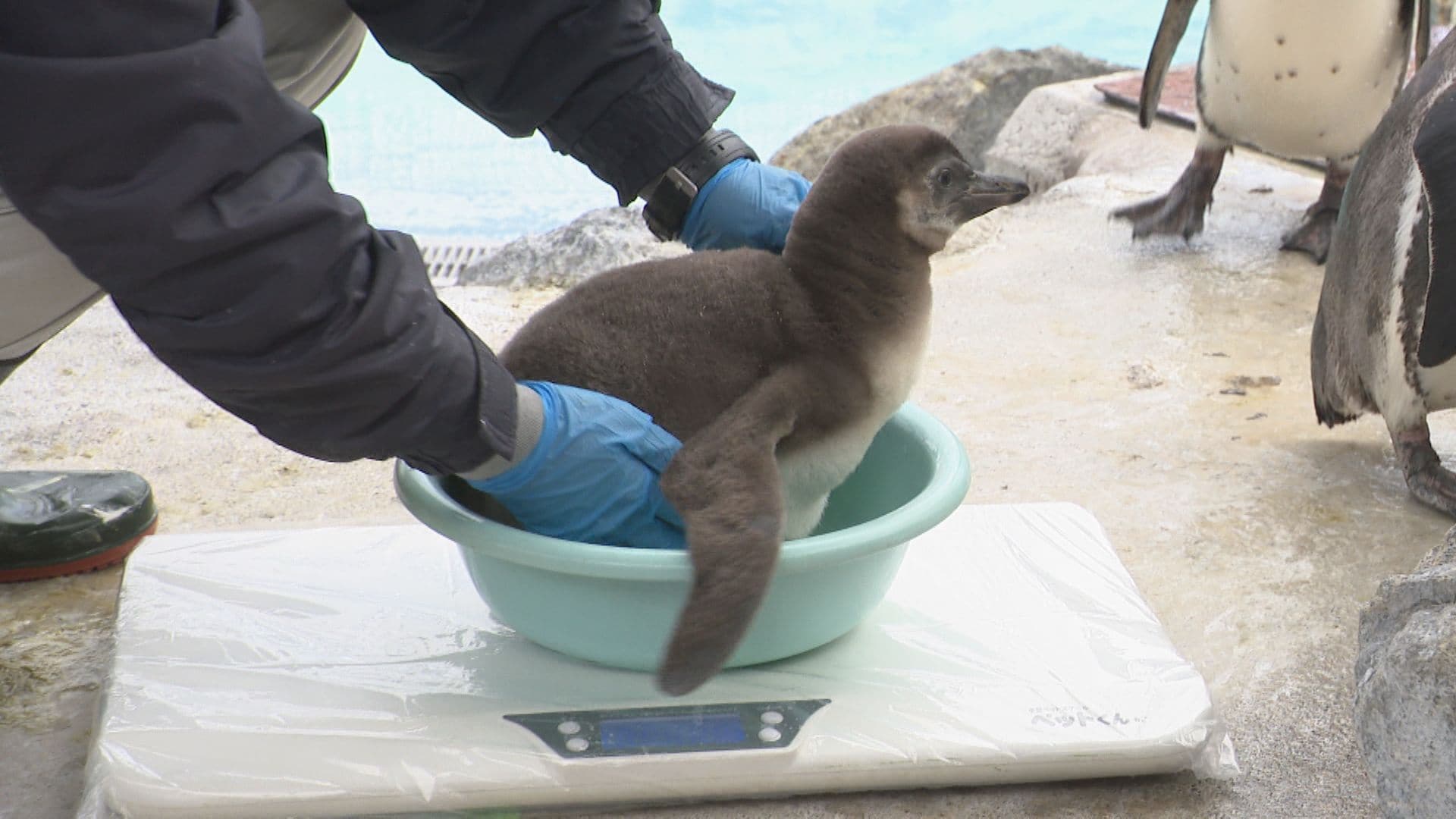 ご飯の量が多すぎない？」初の子育てに奮闘…フンボルトペンギンの