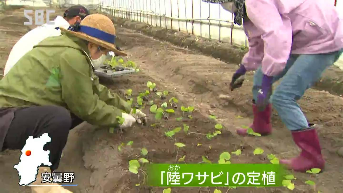 畑で栽培する 陸ワサビ 産地化目指す信州 安曇野で苗植え作業が最盛期 長野 Tbs News Dig 1ページ