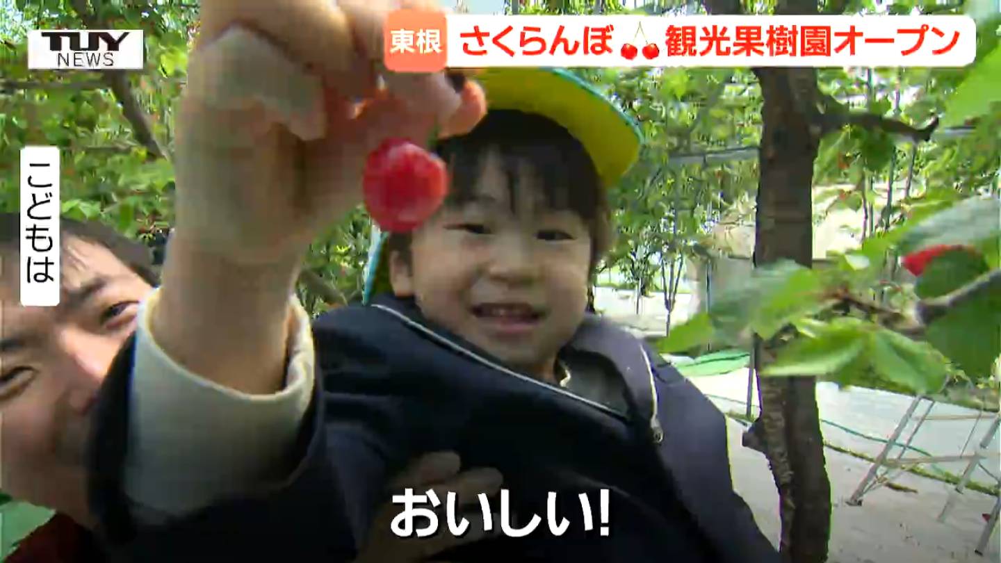 日本一早いさくらんぼの観光果樹園がオープン！ 燃料費高騰も料金はそ