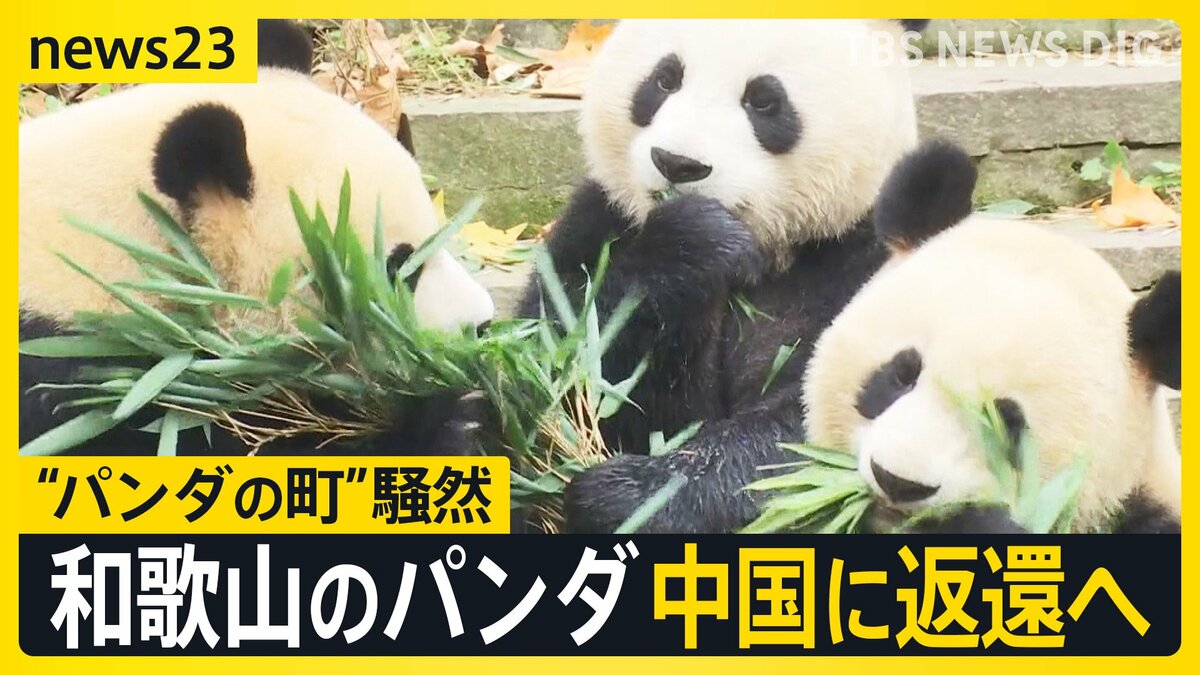 会議中のパンダ 和歌山“パンダの町”が騒然…新たな貸与に中国は前向き？「パンダ外交