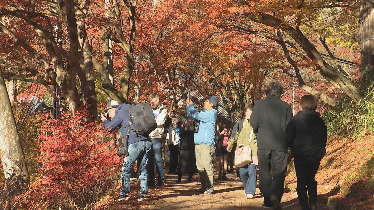 日中対立で中国人観光客に変化は？ことしは特に色づきが良い｢香嵐渓｣ 紅葉を楽しめるのはあと一週間ほど 愛知･豊田市
