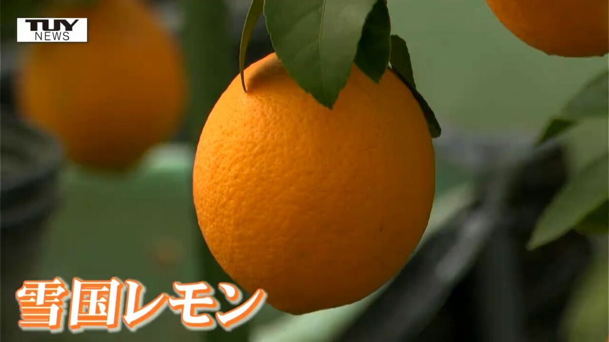 大きく寒さに耐性！ レモン×オレンジ「雪国レモン」の収穫始まる 皮