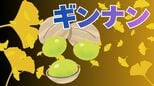 「ギンナン、拾っていいの？」イチョウ並木の下に落ちたギンナンは誰のもの？「封筒ギンナン」で手軽に食べられる！|TBS NEWS DIG