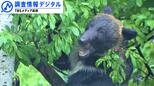 「すべてのクマ事故は防げる」難しいのはクマ対策より人対策~いまだ残る課題と小さな積み重ね~【調査情報デジタル】|TBS NEWS DIG