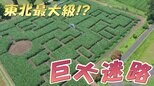 夏にだけ現れる!?東北最大級の巨大迷路!【WITH!】 | 福島のニュース│TUF