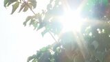 大月35.6度 最高気温は甲府37度予想 山梨県に熱中症警戒アラート 【午前11時現在】 | 山梨のニュース | UTYテレビ山梨