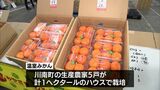 宮崎市で「温室みかん」の初競り　最高値は5キロ1箱で7200円　|　MRTニュース ｜ ＭＲＴ宮崎放送