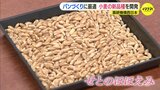 新品種の小麦「せとのほほえみ」開発 製パン性優れ病気強い 農研機構 広島県福山市|TBS NEWS DIG