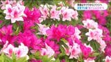 鹿児島市内でツツジが見ごろ 一方で、花見楽しむ姿も　|　鹿児島のニュース｜MBC NEWS｜南日本放送