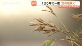 「一生の思い出に」120年に一度“幻の花” 竹の花が開花 射水神社参道で神職が発見 1週間程度公開 富山・高岡市|TBS NEWS DIG