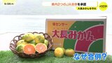 遠く離れた２つのＪＡ“合併”承認　「大長みかんブランド」立て直し図る　JA広島市・JA広島ゆたか　新規就農者の増加目指す|TBS NEWS DIG