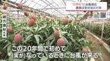 台風6号接近　"マンゴー"に"ホオズキ"　収穫を目前にした農家は懸命の対策　|　MRTニュース ｜ ＭＲＴ宮崎放送