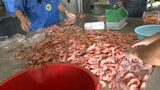 “深海魚の聖地”駿河湾で深海魚漁始まる 「メギス」や「ヒゲナガエビ」など水揚げ=静岡・沼津市 | 静岡のニュース | SBSNEWS | 静岡放送