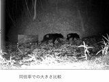 「監視カメラに親子の熊が」動物園内に野生のクマ　園内の一部を閉鎖　職員も鈴を持って作業　広島市安佐動物公園　|　RCC NEWS | 広島ニュース | RCC中国放送