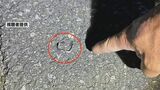 「市道に撒かれた約100本のくぎを回収」パンク通報は5月だけで9件　道路交通法違反の疑いで捜査　熊本　|　熊本のニュース｜RKK NEWS｜RKK熊本放送
