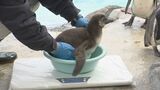 「ご飯の量が多すぎない?」初の子育てに奮闘…フンボルトペンギンの赤ちゃん2羽が元気に成長中 長野市城山動物園|TBS NEWS DIG