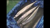 方言の世界を泳ぐ「秋刀魚」と「飛び魚」~魚名の地域差に隠された歴史|TBS NEWS DIG