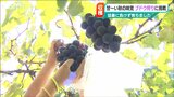 みんなでブドウ狩り「冷やして“お風呂上がりに”食べたい!」猛暑に負けず日照時間は長く「例年より甘いよ」|TBS NEWS DIG