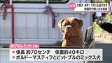 川南町で逃げ出した大型犬 去年11月にも逃げ出す騒ぎ 保健所が飼い主に指導|TBS NEWS DIG