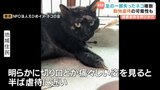 足の一部を失ったネコを保護 同様のネコは数年前から目撃 保健所は動物虐待の可能性で調査中 愛媛・新居浜市 | 愛媛のニュース - Nスタえひめ|あいテレビは6チャンネル