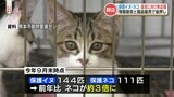 サクラマチクマモトに保護犬猫チャリティーカフェ オープン『保護猫は3倍近く増加』 | 熊本のニュース|RKK NEWS|RKK熊本放送