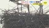 コウノトリが子育てに奮闘中「一生懸命 えさを取って ひなに与えている姿は本当にほのぼのする」広島･世羅町　|　RCC NEWS | 広島ニュース | RCC中国放送