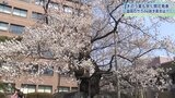 観測史上最も早い開花 盛岡市内の桜の名所を訪ねてみました 市は飲食自粛を求めず|TBS NEWS DIG