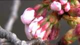 ソメイヨシノ5日までには開花か、シダレザクラは3分咲き「しばた桜まつり」開幕 宮城 | 宮城のニュース│tbc NEWS│tbc東北放送