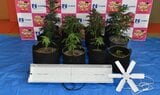 大麻草を13本を栽培「自分で吸うために育てていた」大阪府貝塚市の男を再逮捕|TBS NEWS DIG