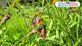 「旅するチョウ」が下甑島の畑に　羽を休めて再び旅へ　鹿児島　|　鹿児島のニュース｜MBC NEWS｜南日本放送