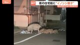 ウリ坊5頭を引き連れ…“イノシシ親子”が神戸市の住宅街を闊歩「行動が予測できない」カメラが捉えた“人間も恐れない大胆な姿”|TBS NEWS DIG