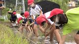 「ちょっと大変」「やっていけば慣れる」小学生が田植え通し米作り学ぶ＝静岡・菊川市|TBS NEWS DIG