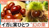 糖度6倍！イガに実ひとつ“幻の栗”通常の2倍以上の価格で取引も　今シーズンお得でおいしい秋の味覚は？【Nスタ解説】|TBS NEWS DIG