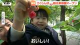 日本一早いさくらんぼの観光果樹園がオープン！ 燃料費高騰も料金はそもまま...コップいっぱいに詰め込み笑顔の子どもたち！（山形・東根市）　　|　山形のニュース│TUYテレビユー山形