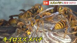 スズメバチ「白い服」が危険な時間帯も…秋は特に要注意！もし遭遇した時の対処法は？|TBS NEWS DIG