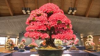 気候変動の逆風を乗り越えて花の命を“この４日間”に合わせる愛好家たちの執念！牧野植物園で「さつきまつり」開幕【高知】　|　高知のニュース・天気｜KUTV NEWS | KUTVテレビ高知