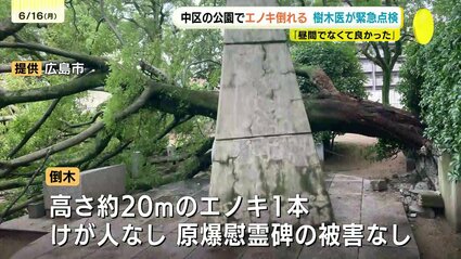 倒木 img_7922e77c8f9d8417d4f4279b7c