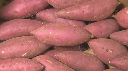 県産ブランド「甘太くん」初セリ 高い糖度を誇るサツマイモ 大分