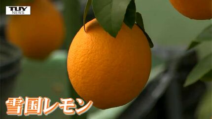 大きく寒さに耐性！ レモン×オレンジ「雪国レモン」の収穫始まる 皮