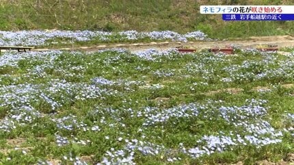 列車が通ると淡いブルーの花びらが一斉に揺れる 三陸鉄道の沿線に