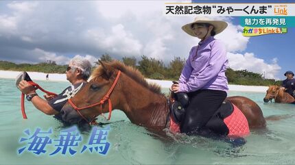 生存するのは49頭のみ 日本在来馬『宮古馬』の歴史と魅力 | 沖縄