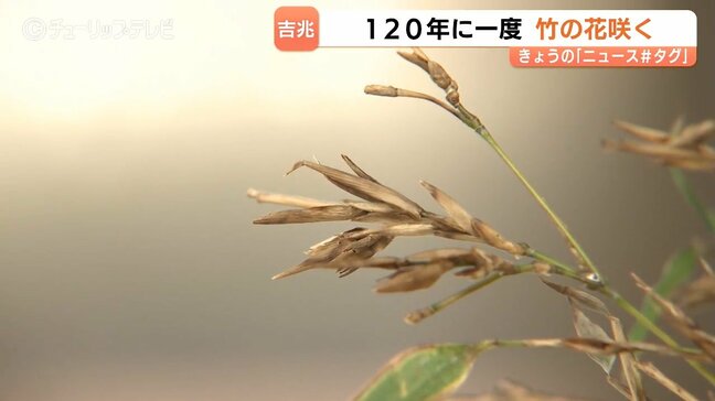 「一生の思い出に」120年に一度“幻の花”　竹の花が開花　射水神社参道で神職が発見　1週間程度公開　富山・高岡市|TBS NEWS DIG