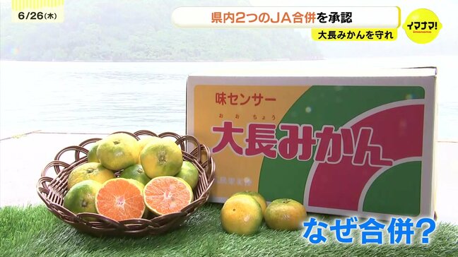 遠く離れた２つのＪＡ“合併”承認　「大長みかんブランド」立て直し図る　JA広島市・JA広島ゆたか　新規就農者の増加目指す|TBS NEWS DIG