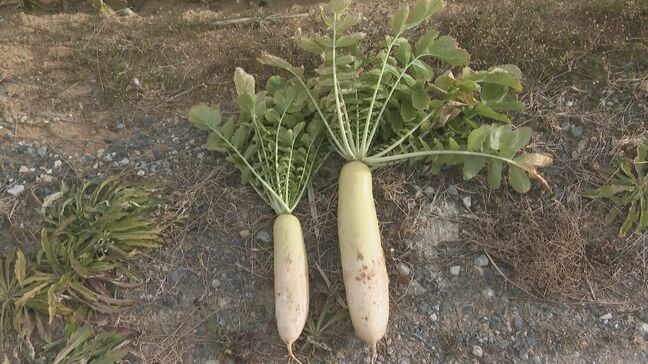  ｢農業始めて40年。ここまで雨が少ないのは初めて｣ 記録的な少雨で野菜の生育･価格にも影響が…？ ダイコンは小さく キャベツは軽く 愛知|TBS NEWS DIG
