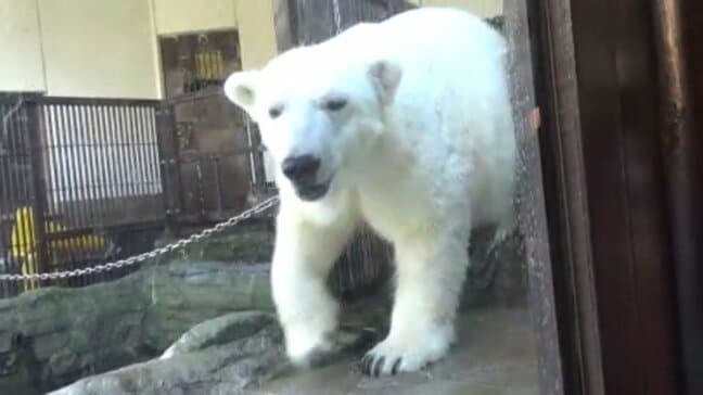 白くまピース26歳の誕生日を迎えファンが全国から駆けつける 国内初の人工ほ育成功  愛媛・砥部町|TBS NEWS DIG